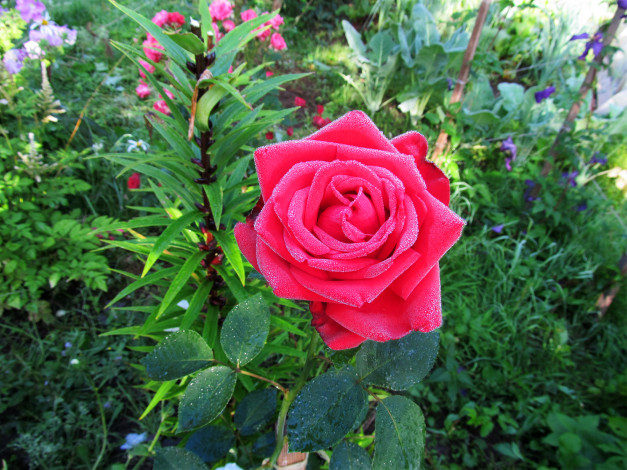 Обои картинки фото цветы, розы, роза, пунцовая, роса