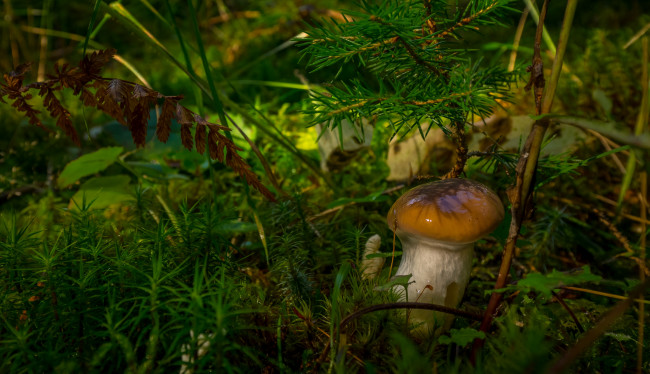 Обои картинки фото природа, грибы, масленок