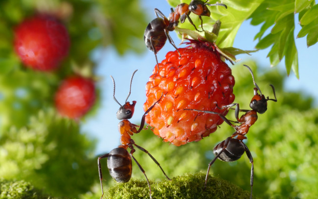 Обои картинки фото животные, насекомые, лето, зелень, макро, вкусно, ягода, муравьи, ситуация, земляника