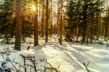 Картинка природа зима лес