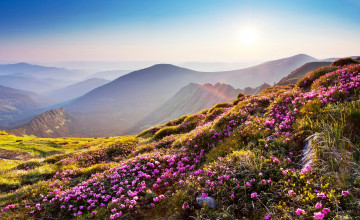 Картинка природа горы долина радуга розовые цветы рододендроны луга