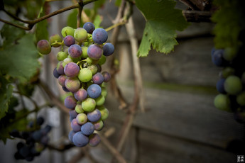 Картинка природа Ягоды +виноград урожай гроздь макро
