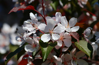 Картинка цветы цветущие+деревья+ +кустарники природа цветение весна