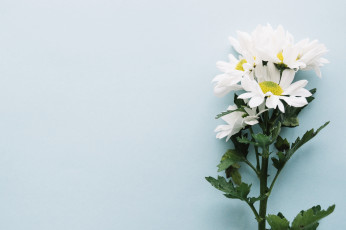 Картинка цветы хризантемы фон декор ветка