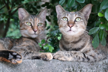 Картинка животные коты пара природа отдых