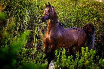 Картинка животные лошади конь красавец грация поза арабский гнедой жеребец