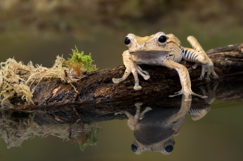 Картинка животные лягушки бревно мох вода лягушка