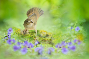 Картинка животные птицы фон цветы птица