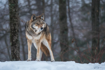 обоя животные, волки,  койоты,  шакалы, настороженность, снег, волк, зима, внимание, лес, хищник
