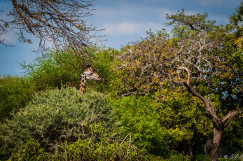 Картинка животные жирафы африка морда профиль заросли
