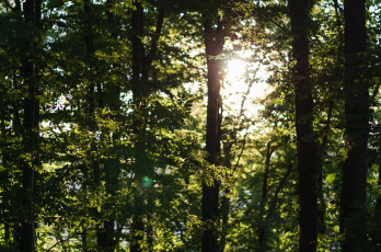 Картинка природа лес зелень деревья листва солнце лето день свет