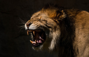 Картинка животные львы оскал морда язык клыки пасть грива кошка
