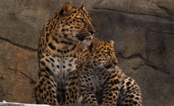обоя животные, леопарды, детёныш, профиль, парочка, мать, семья, амурские, хищники, зоопарк, внимание