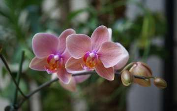 обоя цветы, орхидеи, ветка, розовые, фаленопсис