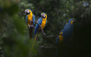 Картинка животные попугаи деревья ары природа