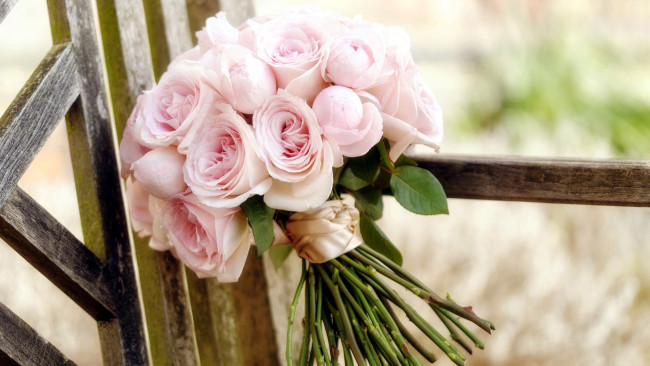 Обои картинки фото цветы, розы, букет, розовый, бутоны