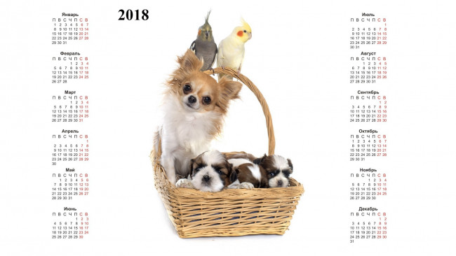 Обои картинки фото календари, животные, белый, фон, корзина, попугай, собака