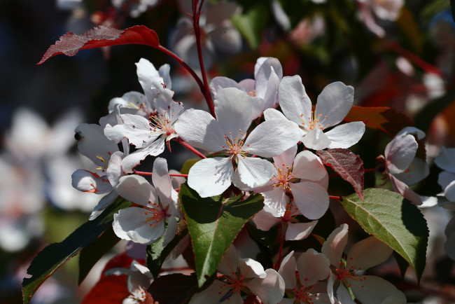 Обои картинки фото цветы, цветущие деревья ,  кустарники, природа, цветение, весна