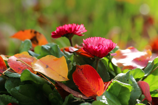 Обои картинки фото цветы, маргаритки, листва, осень, красота