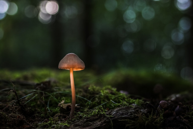 Обои картинки фото природа, грибы, мох, лес, макро