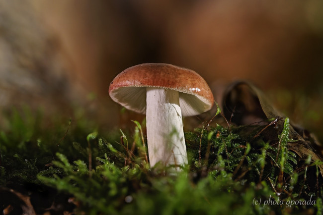 Обои картинки фото природа, грибы, мох, макро