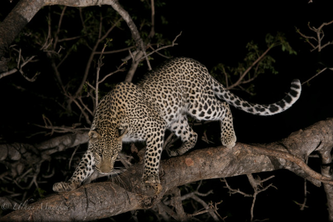 Обои картинки фото животные, леопарды, хищник, кошка, смотрит, поза, дерево, ночь, внимание