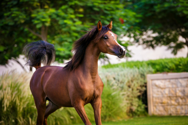 Обои картинки фото животные, лошади, красавец, молодой, арабский, гнедой, конь