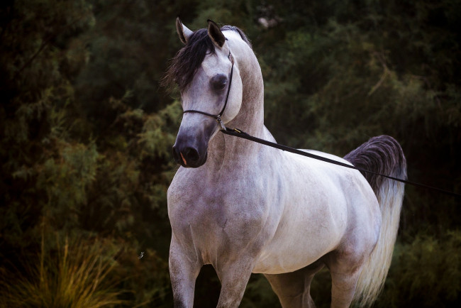 Обои картинки фото животные, лошади, красавец, серый, жеребец, конь