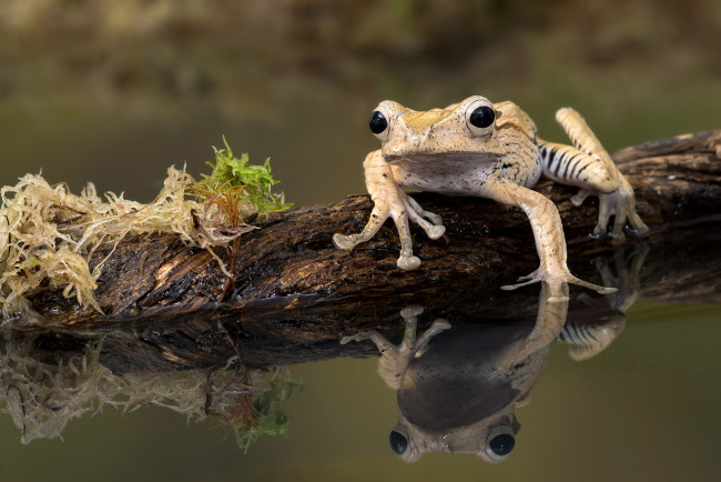 Обои картинки фото животные, лягушки, бревно, мох, вода, лягушка