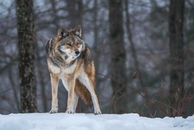 Обои картинки фото животные, волки,  койоты,  шакалы, настороженность, снег, волк, зима, внимание, лес, хищник