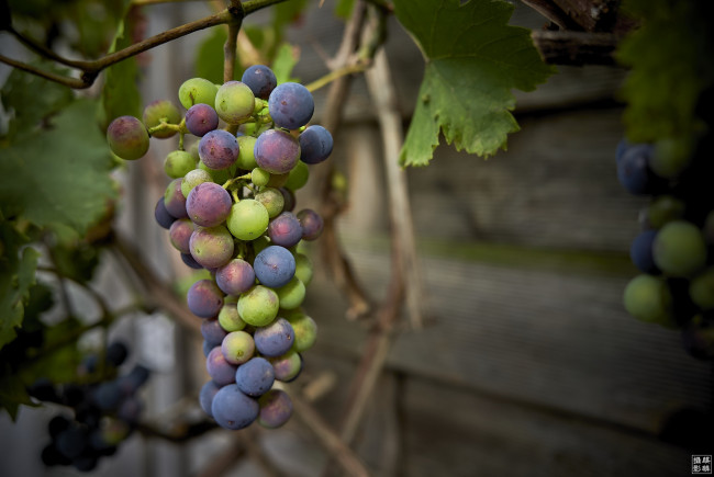Обои картинки фото природа, Ягоды,  виноград, урожай, гроздь, макро