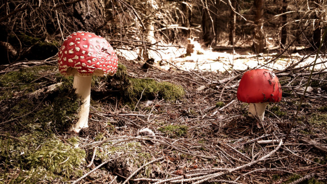 Обои картинки фото природа, грибы,  мухомор, мухомор