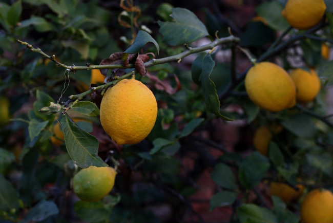 Обои картинки фото природа, плоды, лимон