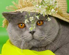 Картинка животные коты кот британский шляпа цветы