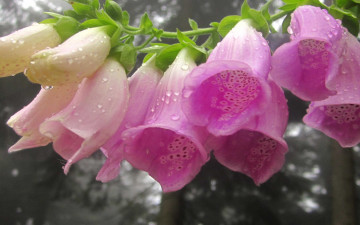Картинка цветы дигиталис+ наперстянка розовый дигиталис ветка капли