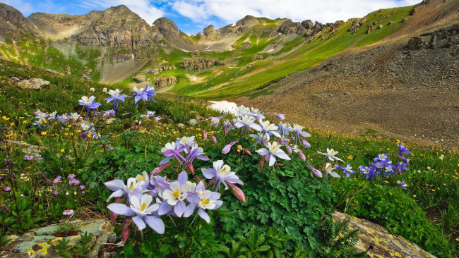 Обои картинки фото colorado, usa, природа, луга