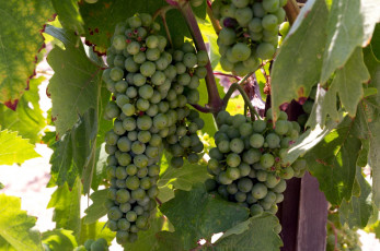 Картинка природа ягоды +виноград зеленый виноград грозди