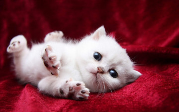 Картинка белый+кот животные коты кот животное фауна взгляд цвет поза