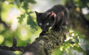 обоя черный кот, животные, коты, кот, животное, фауна, природа, дерево