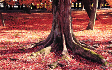 обоя природа, парк, деревья, осень, листья
