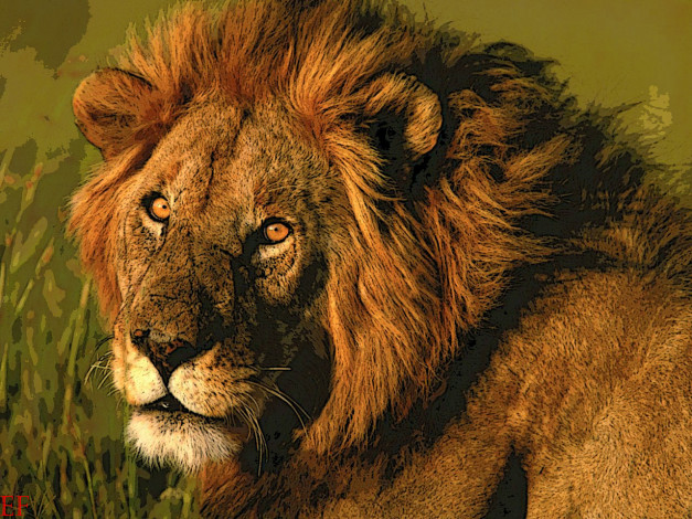 Обои картинки фото ring, рисованные, животные, львы