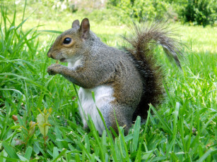 Картинка bok sanctuary squirrel животные белки лето трава