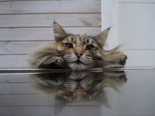 Картинка животные коты cat морда