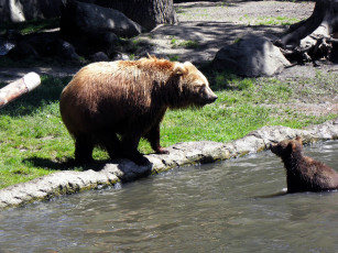 обоя животные, медведи, вода, камни