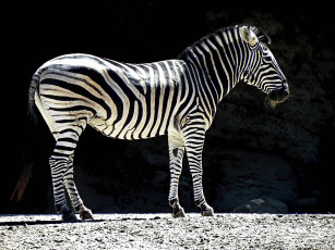 Картинка животные зебры тёмный фон