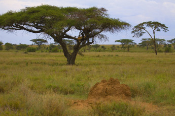 Картинка природа деревья африканские
