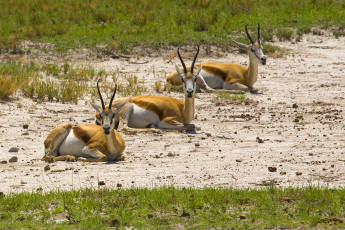 Картинка животные антилопы песок трава