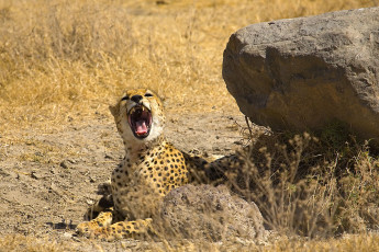 Картинка животные гепарды пасть камень