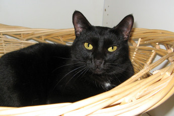 Картинка животные коты черный кот желтые глаза корзина