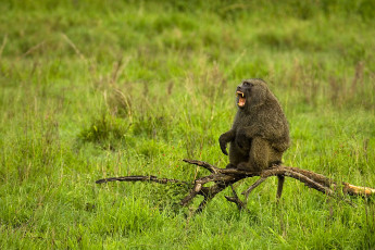 Картинка животные обезьяны трава ветка